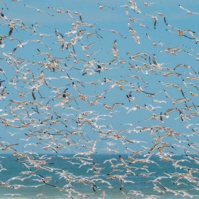 Aves volando Humedal Rio Lluta region de Arica y Parinacota