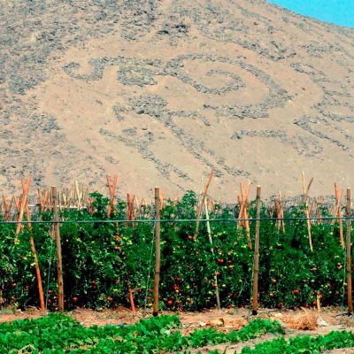 Geoglifos cerros Valle de Azapa cultivo de tomates, region de Arica y Parinacota