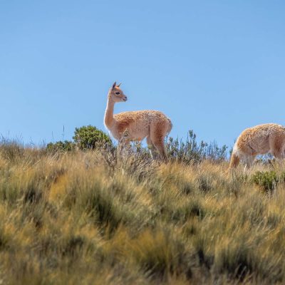 Reserva Natural Las Vicuñas 2, región de Arica y Parinacota