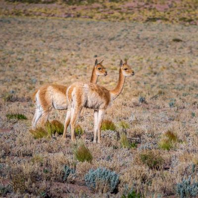 Reserva Natural Las Vicuñas, región de Arica y Parinacota