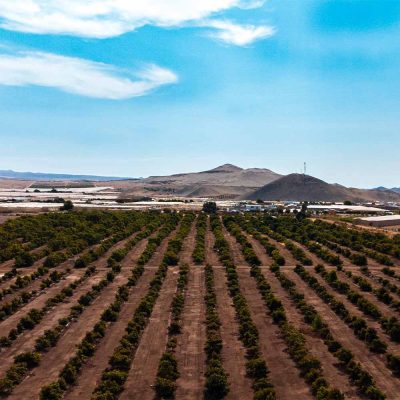 Vista cultivos Valle de Azapa, región de Arica y Parinacota